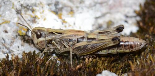 Réf. 193 416 : Stenobothrus apenninus